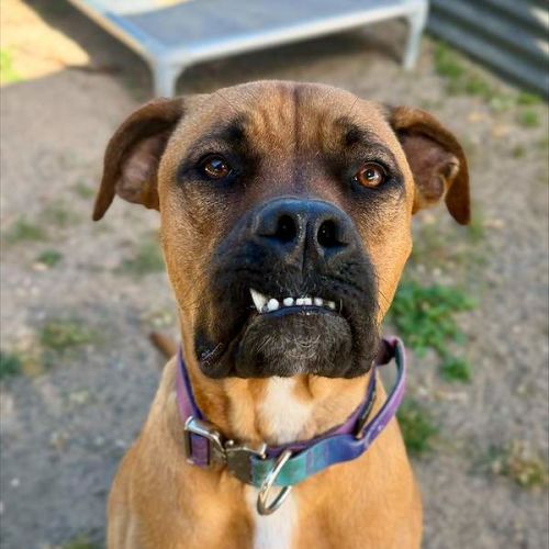 Greg - Bullmastiff Dog