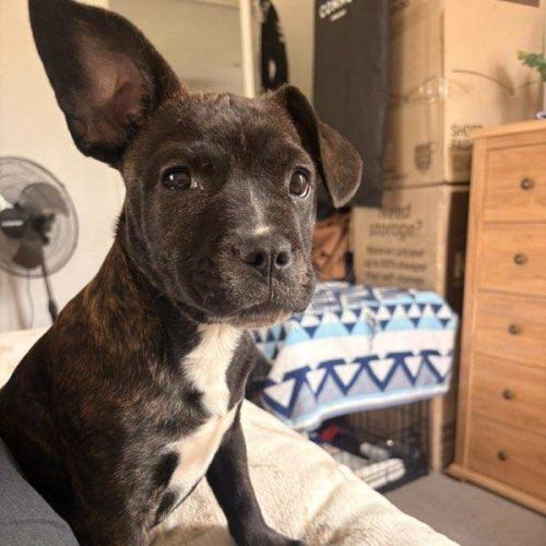 Lenny - Staffordshire Bull Terrier Dog