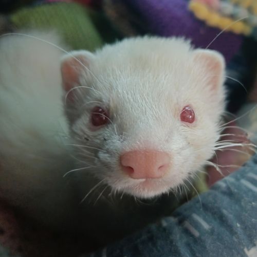 Wesley - Ferret