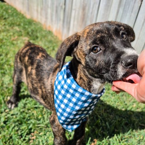 Churro - Bull Arab Dog