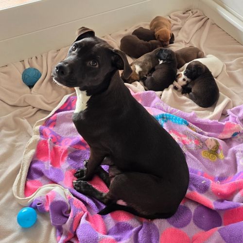 Jenny - American Staffordshire Terrier Dog