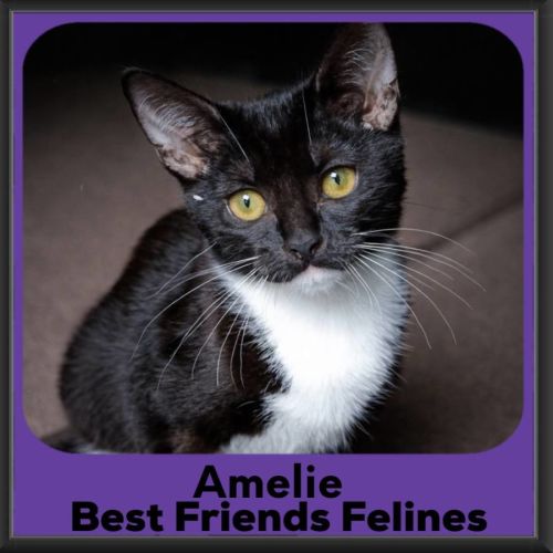 Amelie - Domestic Short Hair (DSH) Cat