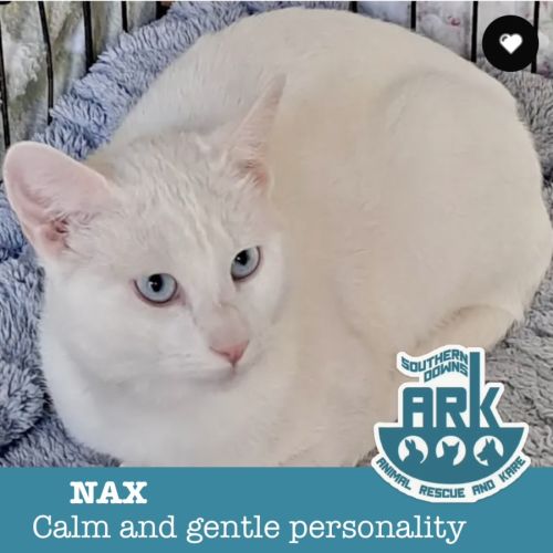 Nax - Domestic Short Hair (DSH) Cat
