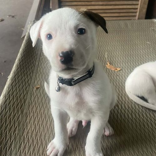 Sunny - Border Collie x Mixed breed Dog