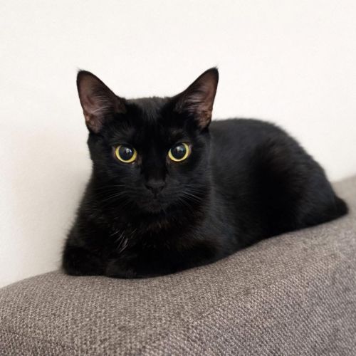 13261 - NYÅR - Domestic Short Hair (DSH) Cat