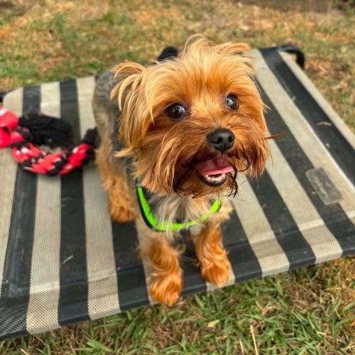 Sammy - Yorkshire Terrier Dog