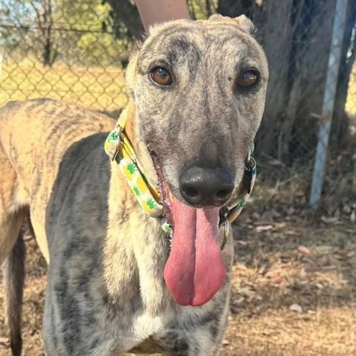 Moose The Greyhound - Greyhound Dog