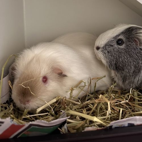 Pearl (bonded To Ivy) - Himalayan Guinea Pig