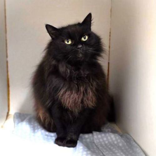 Luna - Domestic Longhair Cat
