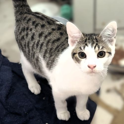 Mr Mini *9 Lives Project Rescue* - Domestic Short Hair (DSH) Cat