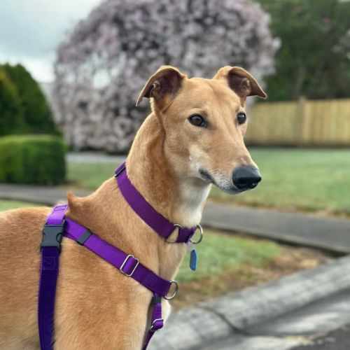 Kip - Greyhound Dog