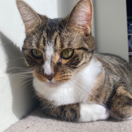 Freddy - Domestic Short Hair (DSH) Cat