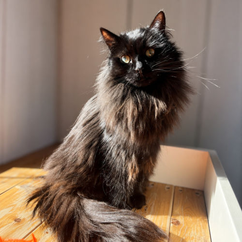 Figgy - Domestic Medium Hair (DMH) Cat