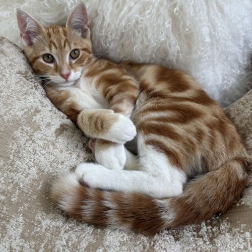 Kit 💙 - Domestic Short Hair (DSH) Cat