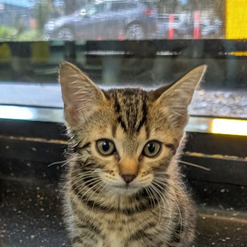 Link - Domestic Short Hair Cat