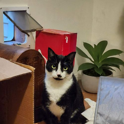 Charlee - Domestic Short Hair (DSH) Cat