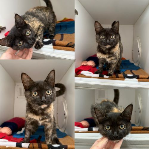 Coco Pops - Domestic Short Hair (DSH) Cat