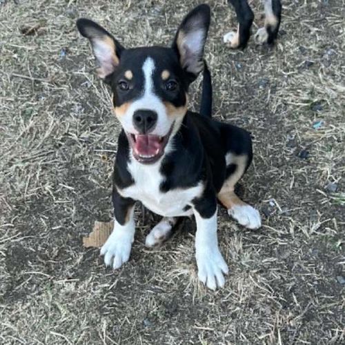 Bolt - Bull Arab Dog