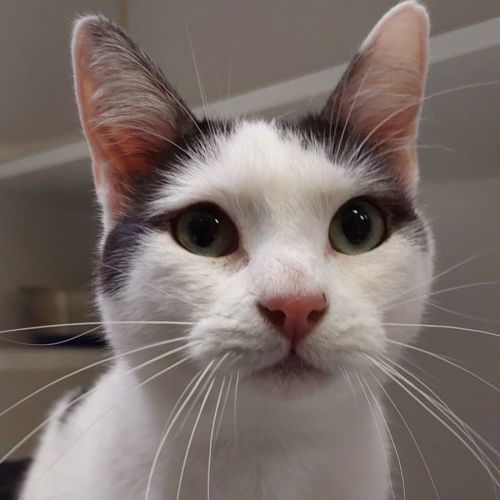 Alex - Domestic Short Hair (DSH) Cat