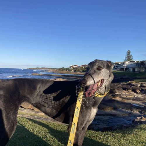 Yahna The Greyhound - Greyhound Dog