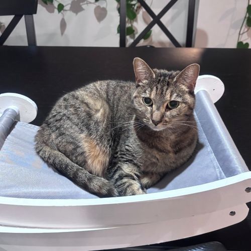 Tully - Domestic Short Hair (DSH) Cat