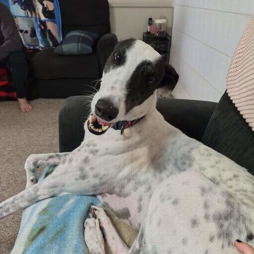 Roger - Greyhound Dog