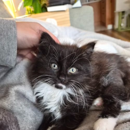 Marion - Domestic Medium Hair (DMH) Cat