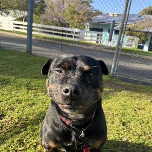 Miss P - Staffy x Rottweiller Dog