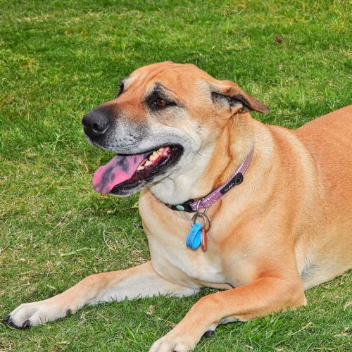 Mama Mia - Bullmastiff x Shar Pei Dog