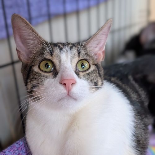 Kova - Domestic Short Hair (DSH) Cat