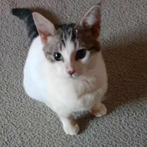 Emily - Domestic Short Hair (DSH) Cat