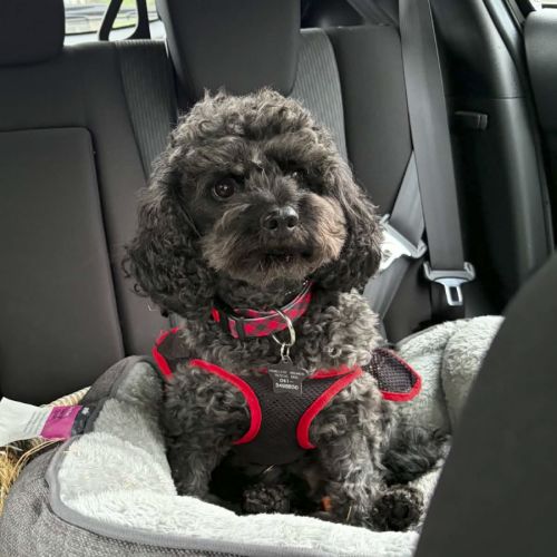 Alby - Poodle x Cavalier King Charles Spaniel Dog