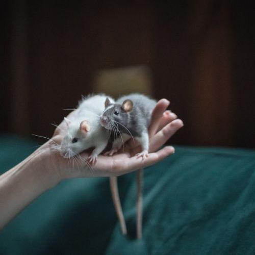 Toad & Beetle -  Rat