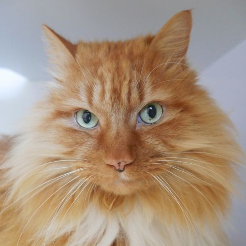 Henry STA015484 - Domestic Long Hair (DLH) Cat