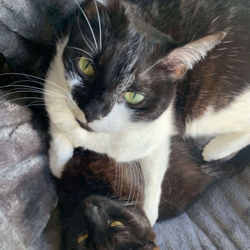 Montana & Maggie  - Domestic Short Hair (DSH) Cat