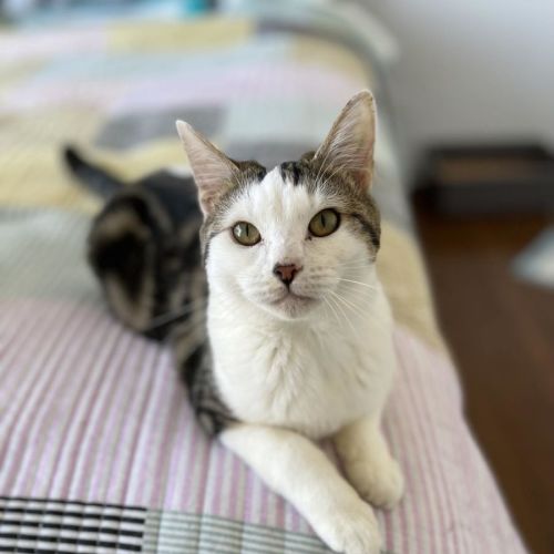 Lexi - Domestic Short Hair Cat