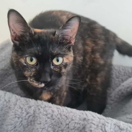 Lily - Domestic Short Hair (DSH) Cat