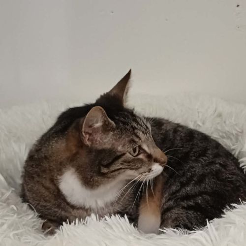 Thiefy - Domestic Short Hair (DSH) Cat