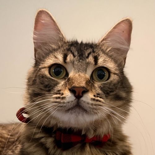 Henry - Domestic Medium Hair (DMH) Cat