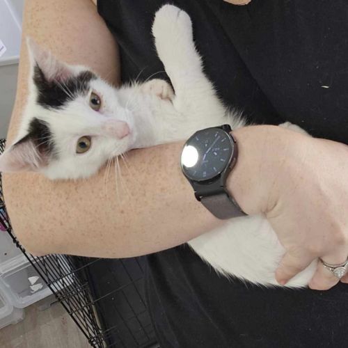 Jaquar - Domestic Short Hair (DSH) Cat