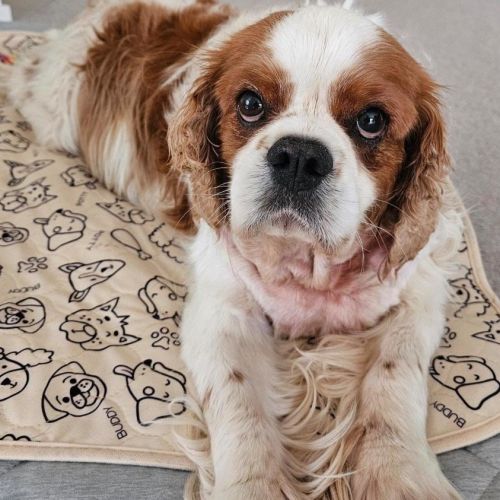Alexander Cervantes - Cavalier King Charles Spaniel Dog