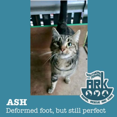 Ash - Domestic Short Hair (DSH) Cat
