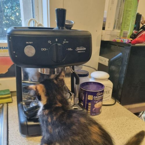 Rani - Domestic Short Hair (DSH) Cat