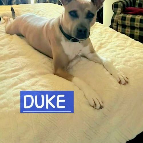 Duke - Mixed breed Dog