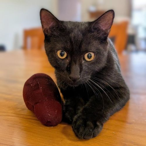 Hamish - Domestic Short Hair (DSH) Cat