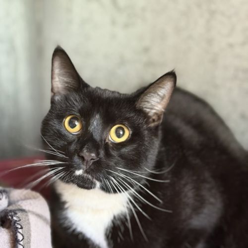 Milo - Domestic Short Hair (DSH) Cat