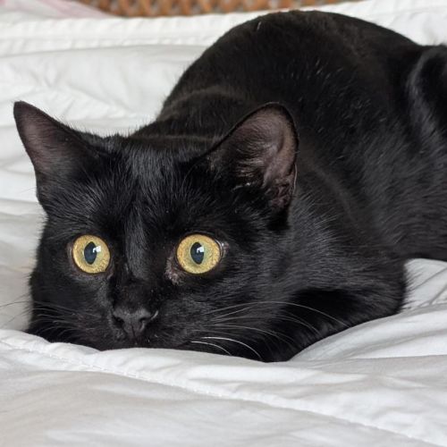 Anika - Domestic Short Hair Cat