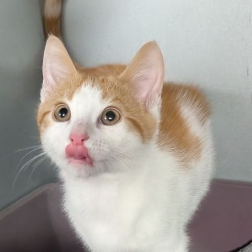 Mannie                                             - Domestic Short Hair (DSH) Cat