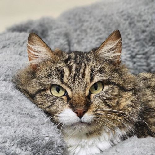 🔮 Lupin 7443 🔮 - Domestic Medium Hair (DMH) Cat