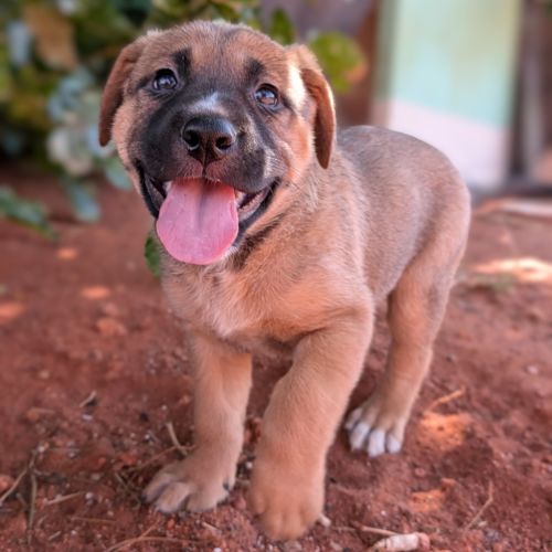 Goldie - German Shepherd Dog x Mixed breed Dog